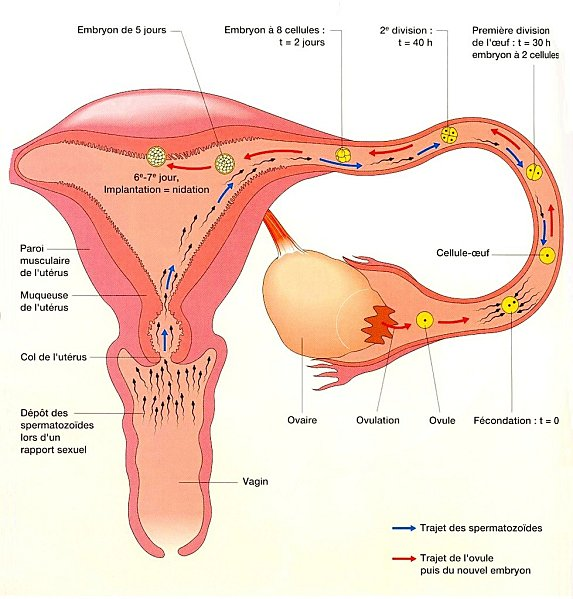 Appareil de reproduction de la femme