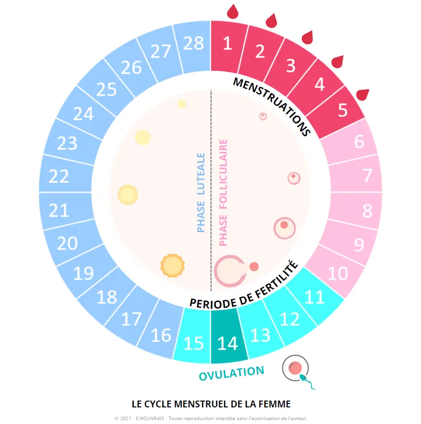 Cycle menstruel